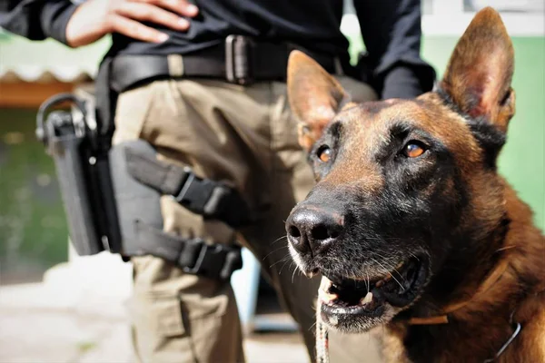 Trabalho de dois anos com cães policiais é elogiado na PCDF