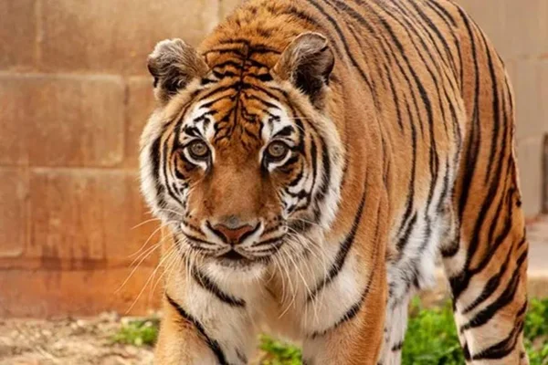 Animais se destacam no Guinness 2022 com as orelhas mais longas e outros recordes