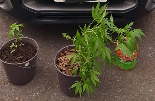 Polícia prende dupla que cultivava pés de maconha para venda no DF