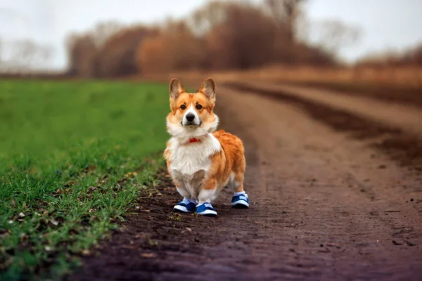 Imagem colorida de cachorro usando sapatos em pé em chão de terra