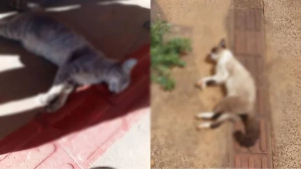 imagem colorida gatos mortos condominio campo grande - Metrópoles