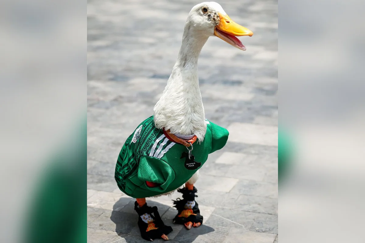 Pato Merlin Pato Merlin