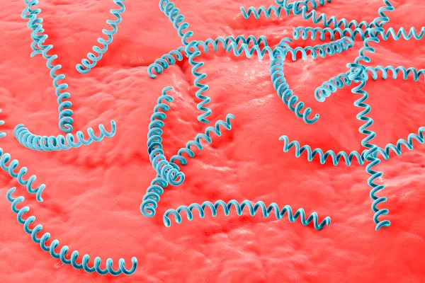 Ilustração computadorizada da Treponema pallidum, a bactéria causadora da sífilis. Metrópoles