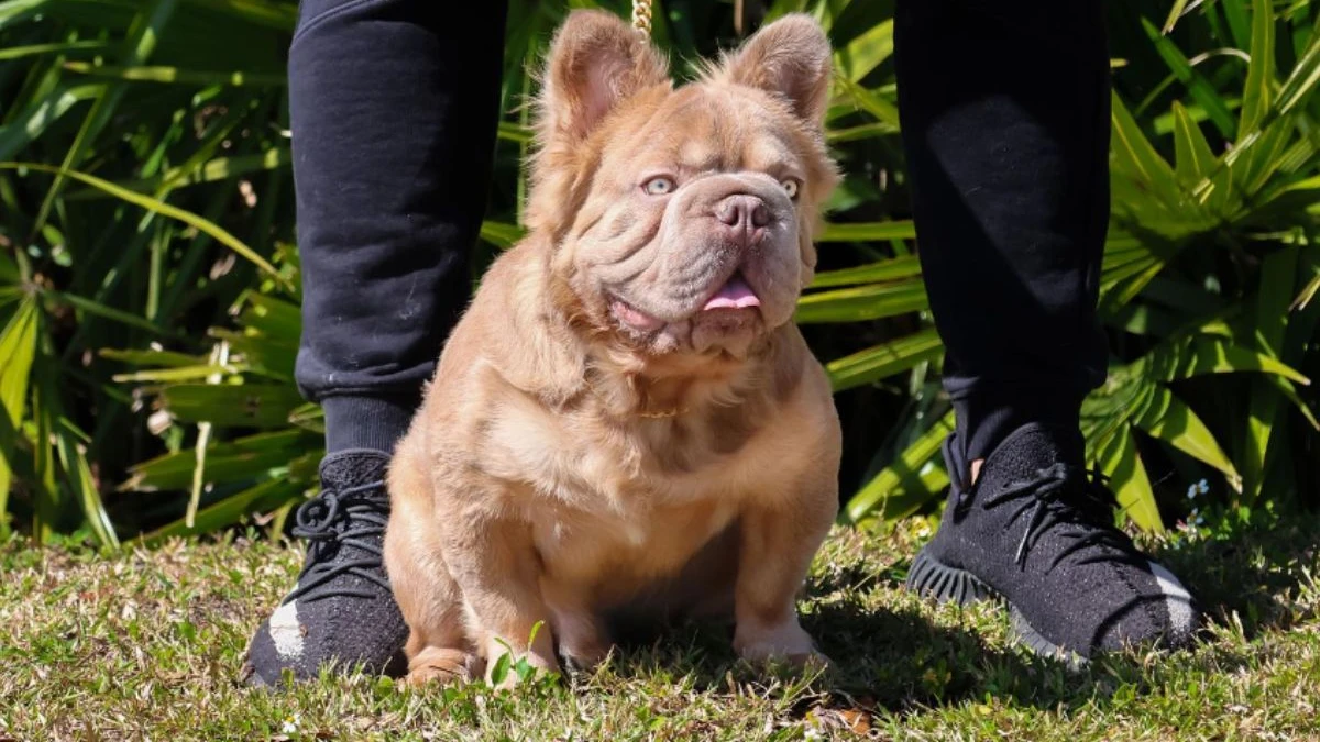Conheca-o-cachorro-mais-