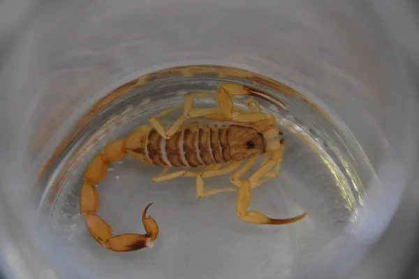 Imagem mostra escorpião-amarelo em recipiente