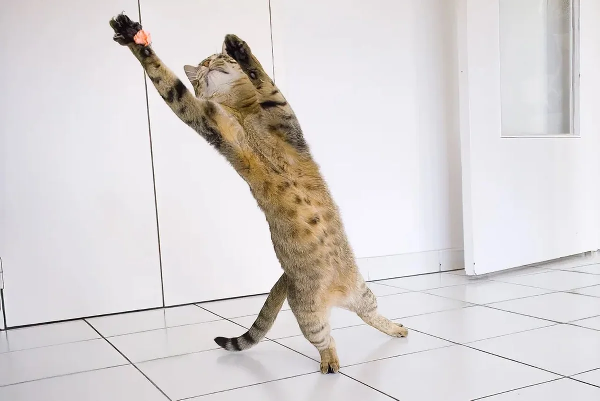 'Bidule como goleiro', finalistas do Comedy Pet Photo Awards — Foto: Felix Larcher/Comedy Pets 'Bidule como goleiro', finalistas do Comedy Pet Photo Awards — Foto: Felix Larcher/Comedy Pets