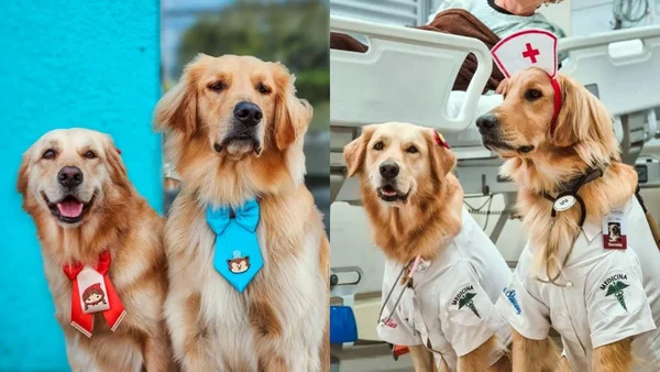 cachorros terapeutas