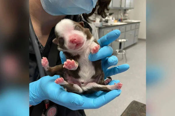 Cachorro com seis patas