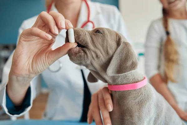 Lei cria Farmácia Veterinária Popular no Distrito Federal