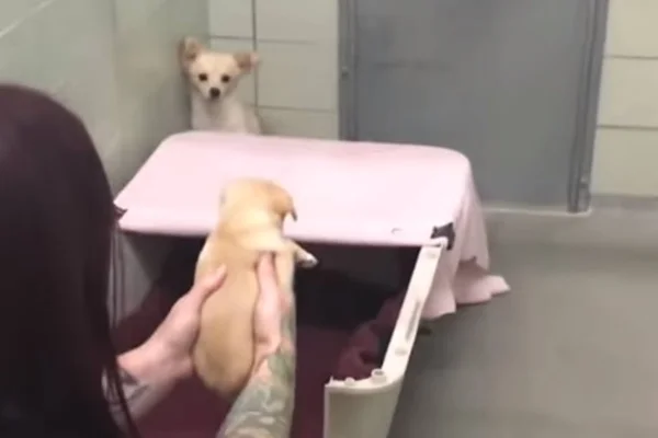 Cachorrinha se emociona ao ver filhotes