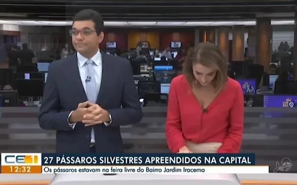 Jornalistas cometem gafe ao vivo ao noticiar contrabando de periquitos