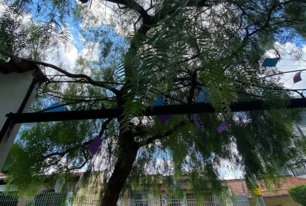 Árvore em BH com nomes de cachorros