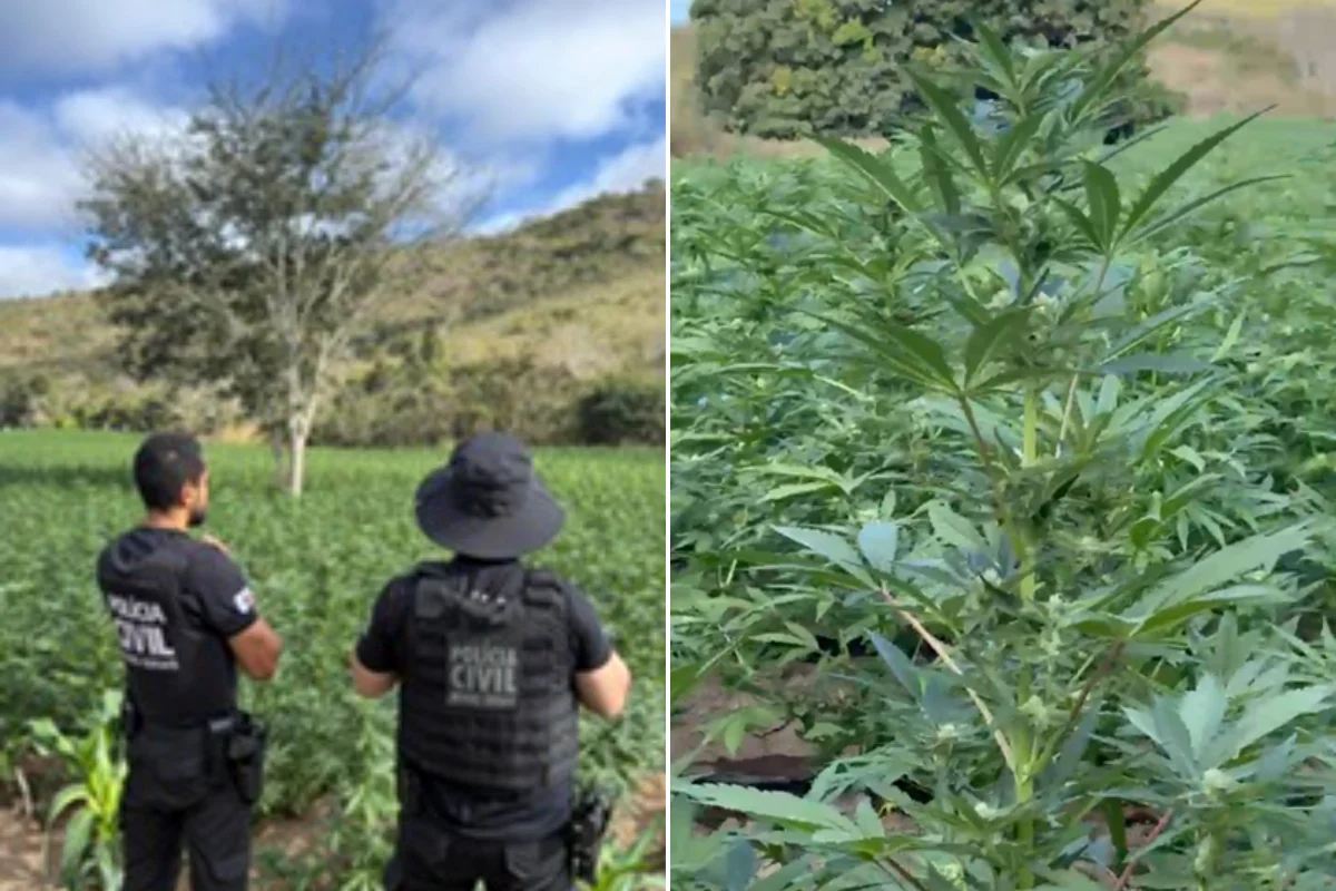 Fazenda de maconha com 40 mil pés é descoberta em Minas Fazenda de maconha com 40 mil pés é descoberta em Minas
