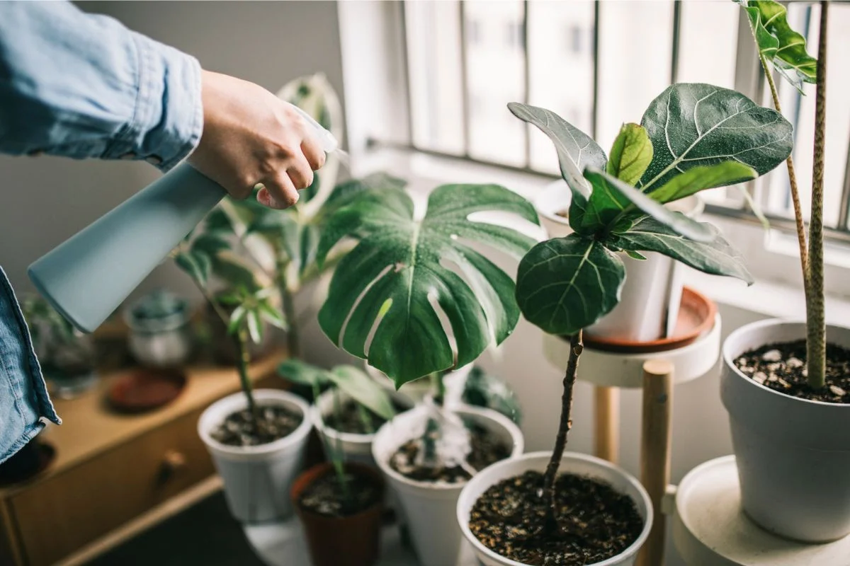 Foto colorida de pessoa regando plantas - Metrópoles