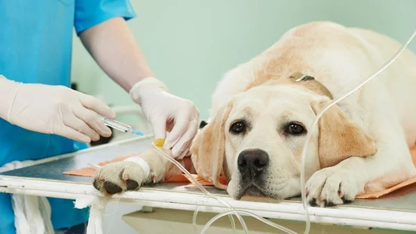 Cachorro donete sendo cuidado por um veterinário