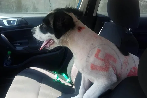 Cadela com o corpo desenhado