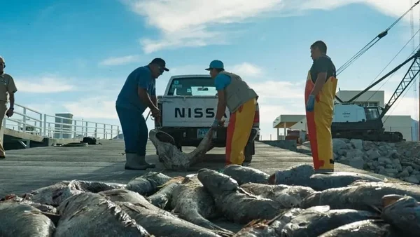 Apelidado de “cocaína do mar”, peixe tatoaba corre risco de extinção