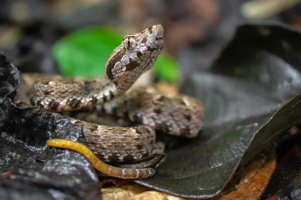 Sonhos com cobras são comuns e podem trazer mensagens importantes