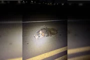 A mãe tamanduá morreu no local do atropelamento