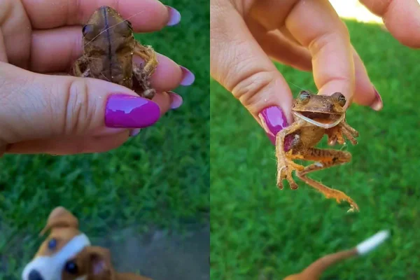 Foto colorida mostra mulher segurando perereca