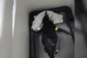 A chegada desses animais é comum na região durante o período de migração na Patagônia, na Argentina e no Chile.