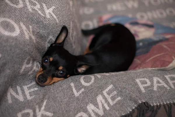 Em surto, mulher coloca mangueira na boca de cão e o mata afogado