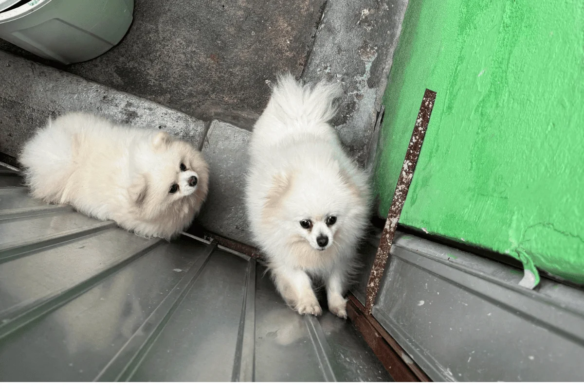 Os animais eram mantidos em cativeiro por uma médica veterinária e destinados à venda Os animais eram mantidos em cativeiro por uma médica veterinária e destinados à venda