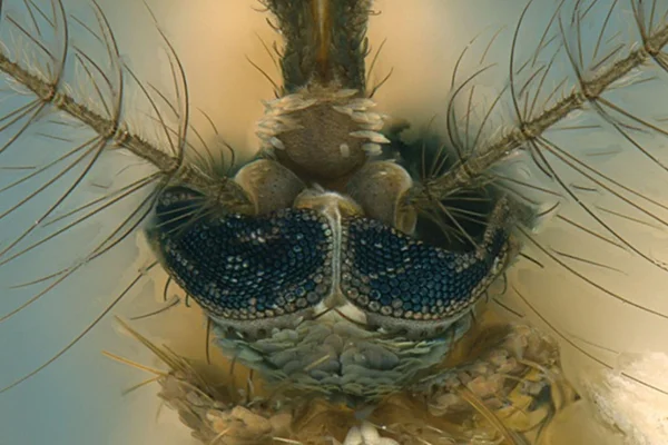 Foto com zoom de nova subespécie de mosquito descoberta por cientistas brasileirso - Metrópoles