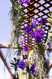 Flores suspensas 
