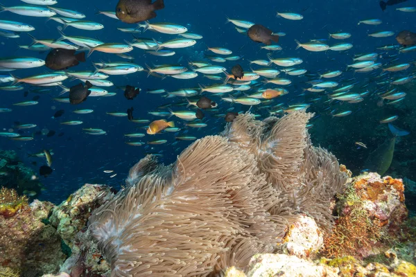 Diversas criaturas marinhas, como recifes de coral nas Maldivas