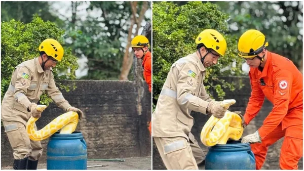 imagem colorida bombeiros resgatam cobra piton aruanã