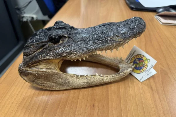 Imagem colorida de cabeça de crocodilo - Metrópoles