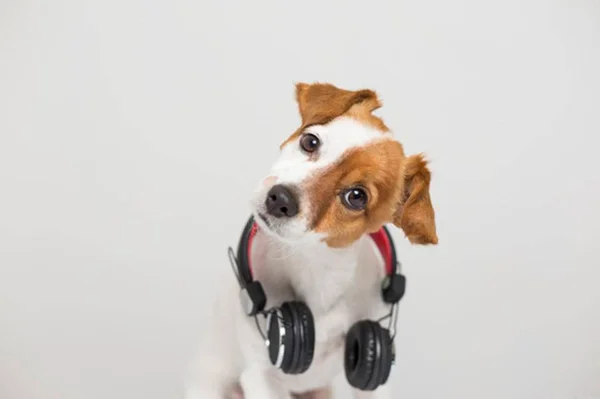 Afinal de contas, os cães são capazes de ouvir música?