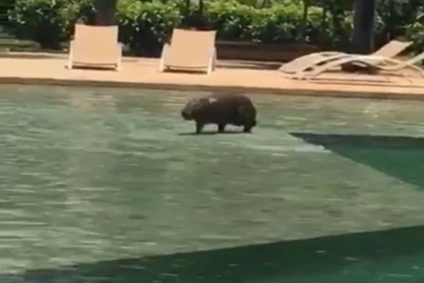 Foi dar um mergulho: capivara se exibe em piscina no Lago Sul. Veja vídeo