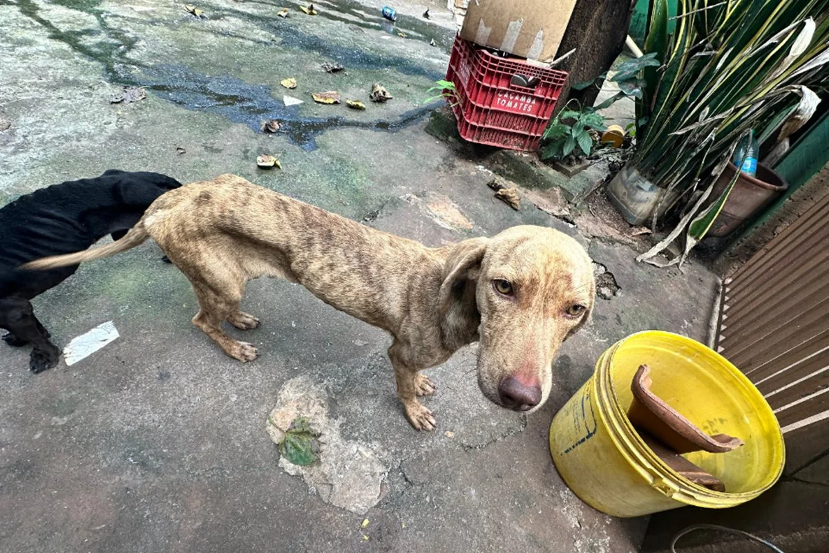 Cães resgatados Cães resgatados