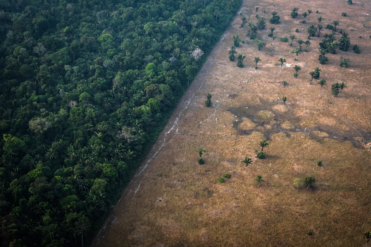Associadas a mudanças climáticas, altas de CO2 pode prejudicar a vegetação dos biomas brasileiros Associadas a mudanças climáticas, altas de CO2 pode prejudicar a vegetação dos biomas brasileiros