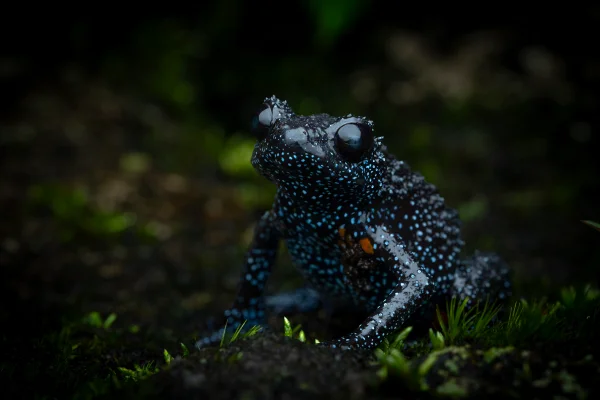Imagem colorida mostra sapo com predominante preta e com manchas claras pelo (sapo galáxia) - Metrópoles