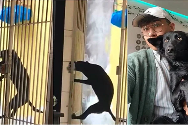 Imagens do cachorro subind na grade e se adotando