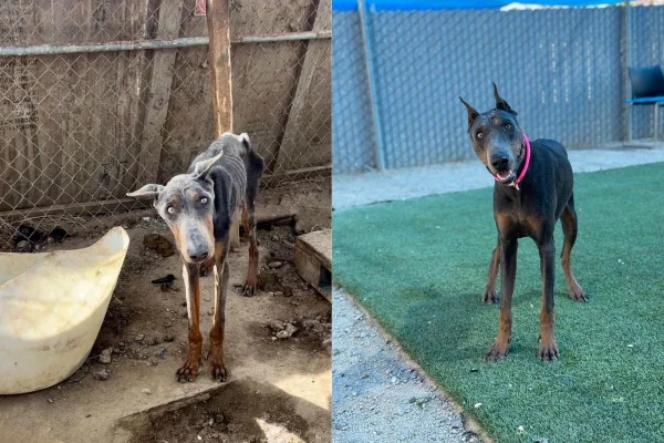 Foto colorida de um cachorro - Metrópoles