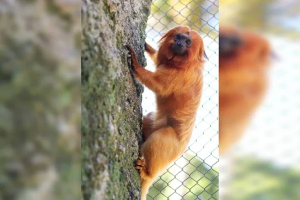 Mico-leão-dourado chega ao Zoo de Brasília para formar par com fêmea