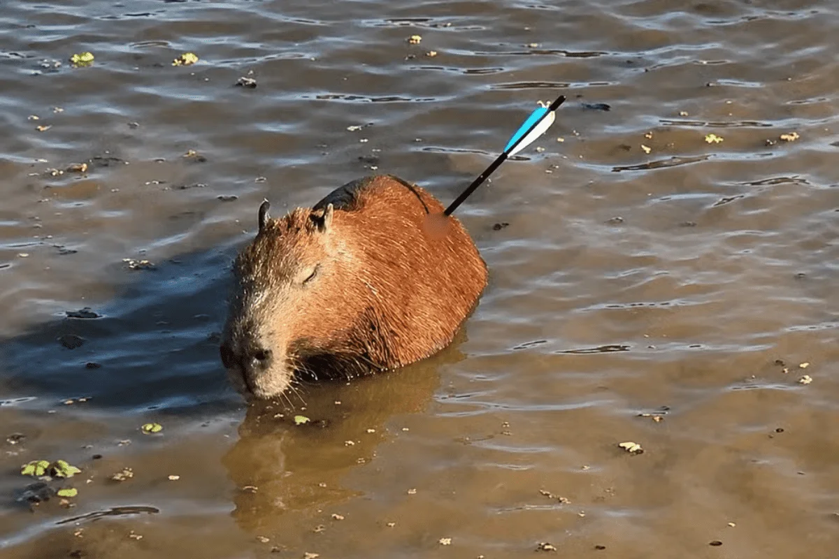Capivara é atingida por flecha e morre após ser resgatada em represa - imagem 3 Capivara é atingida por flecha e morre após ser resgatada em represa - imagem 3