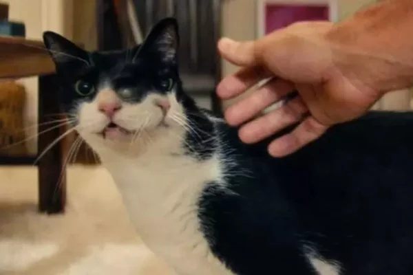 Gata de O Agente Secreto ganha prêmio em festival de cinema dos EUA
