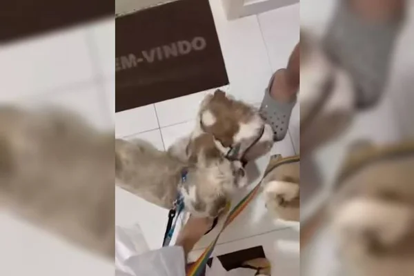 Casal gay é xingado e ameaçado por homem por causa de cachorros