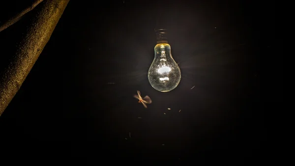 Foto colorida de cupim voando ao redor de lâmpada