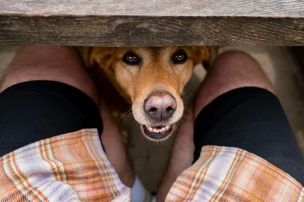 Por que os cães gostam tanto de cheirar as partes íntimas das pessoas?