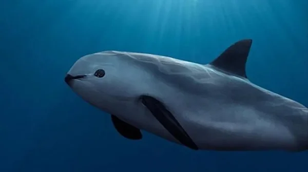 Vaquita está prestes a ser extinta. Existem apenas 10 indivíduos restantes