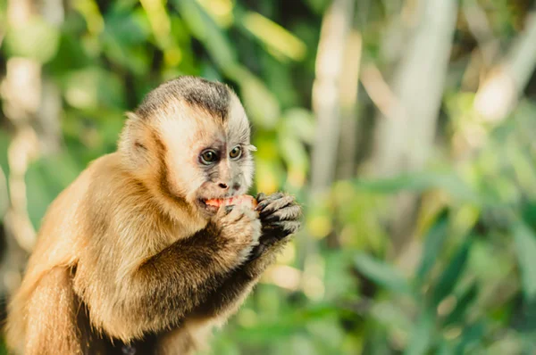 Foto de Macaco caiarara na Amazônia - Metrópoles