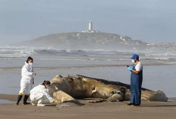 Baleia é encontrada morta em praia de Laguna, no Sul de Santa Catarina