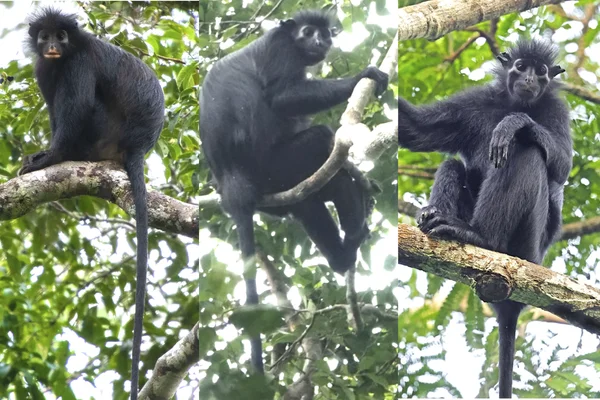 Nova espécie de macaco é descoberta no Congo; conheça o Likweli