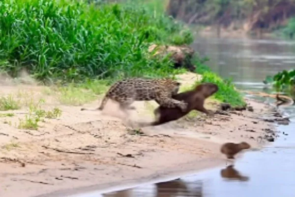Imagem colorida de ataque de onça-pintada contra capivara no Pantanal - Metrópoles